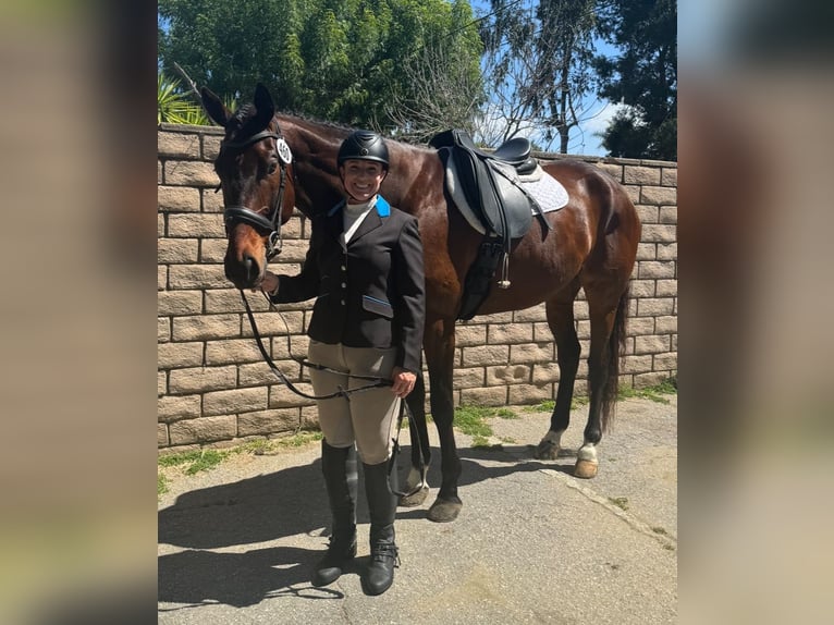 Thoroughbred Gelding 5 years 18 hh Bay in Burbank Ca