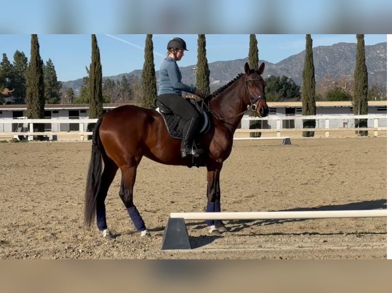 Thoroughbred Gelding 5 years 18 hh Bay in Burbank Ca