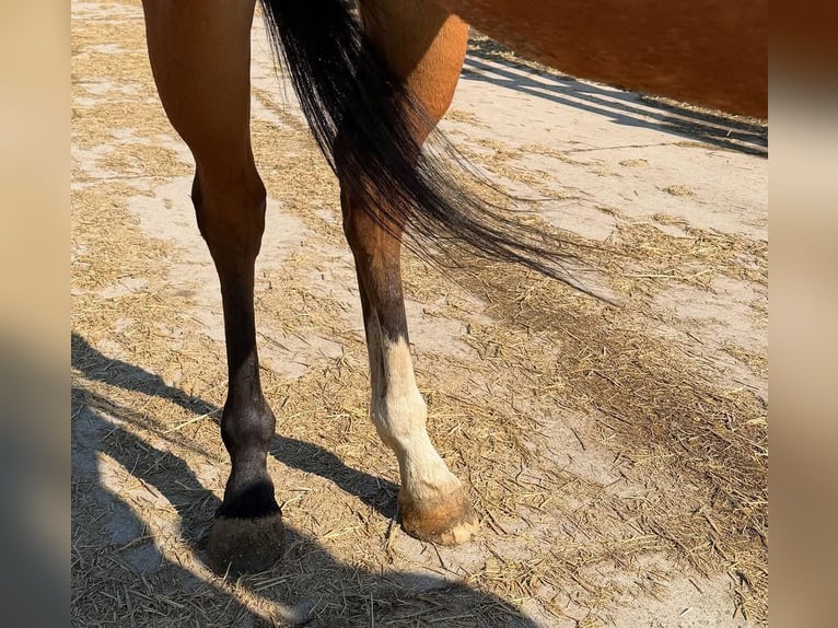 Thoroughbred Gelding 5 years 18 hh Brown-Light in Cleveland