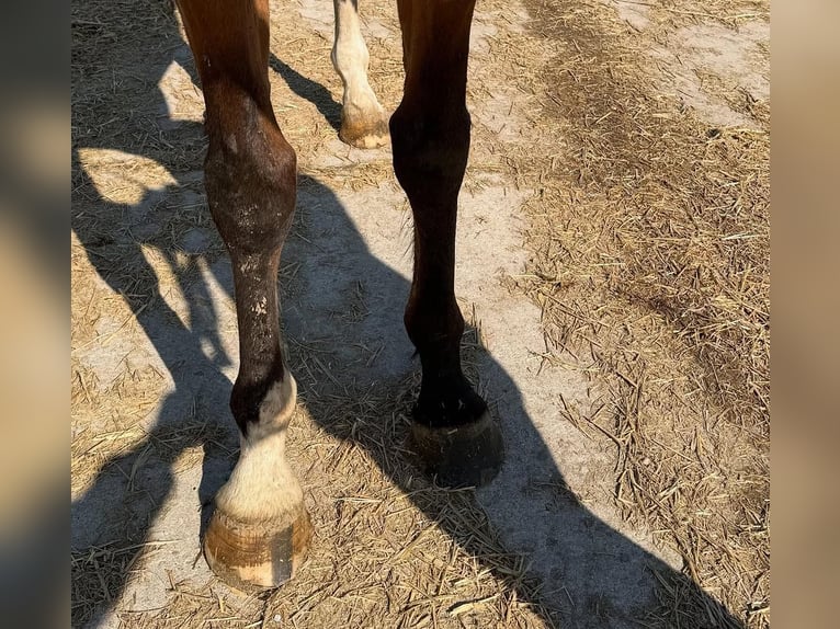 Thoroughbred Gelding 5 years 18 hh Brown-Light in Cleveland