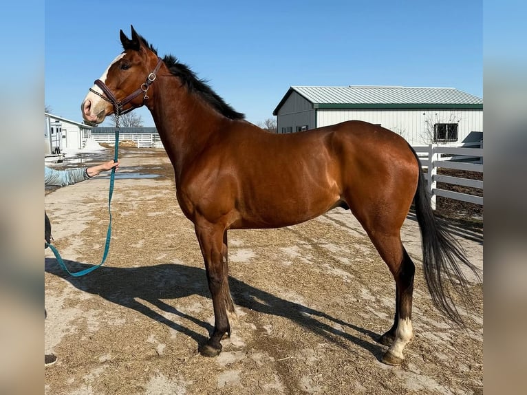 Thoroughbred Gelding 5 years 18 hh Brown-Light in Cleveland