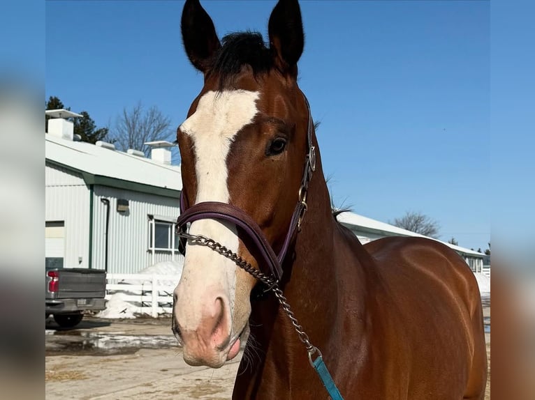 Thoroughbred Gelding 5 years 18 hh Brown-Light in Cleveland