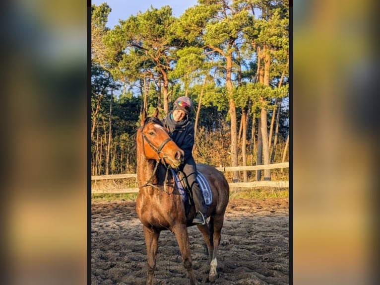 Thoroughbred Gelding 5 years Brown in New York