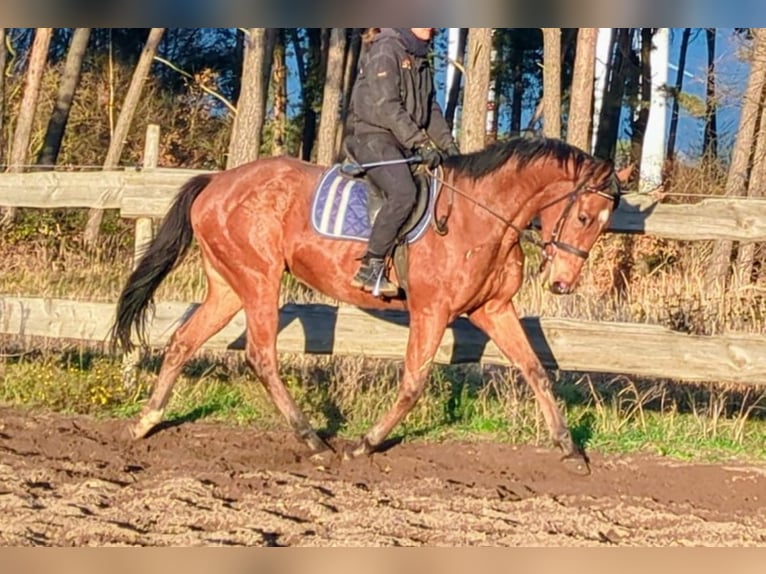 Thoroughbred Gelding 5 years Brown in New York