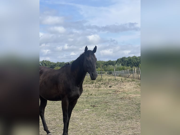 Thoroughbred Gelding 6 years 15.1 hh Smoky-Black in Chambray-lès-Tours
