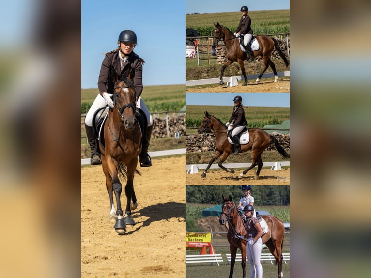 Thoroughbred Gelding 6 years 15.2 hh Brown in Pulsnitz