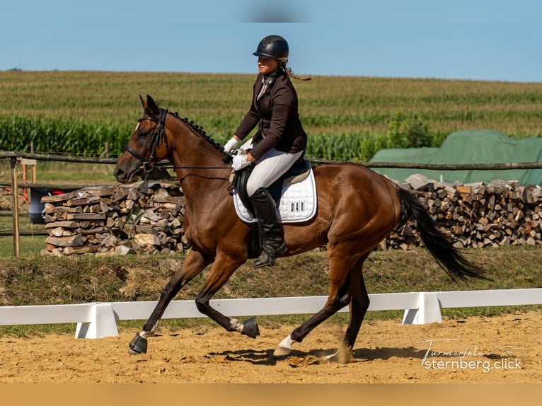 Thoroughbred Gelding 6 years 15.2 hh Brown in Pulsnitz