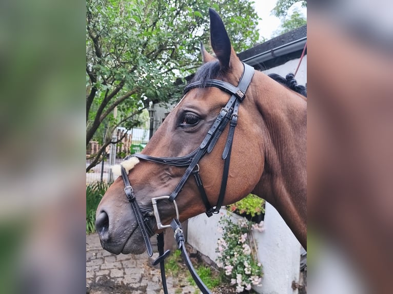 Thoroughbred Gelding 6 years 15.2 hh Brown in Pulsnitz