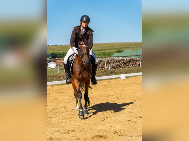 Thoroughbred Gelding 6 years 15.2 hh Brown in Pulsnitz