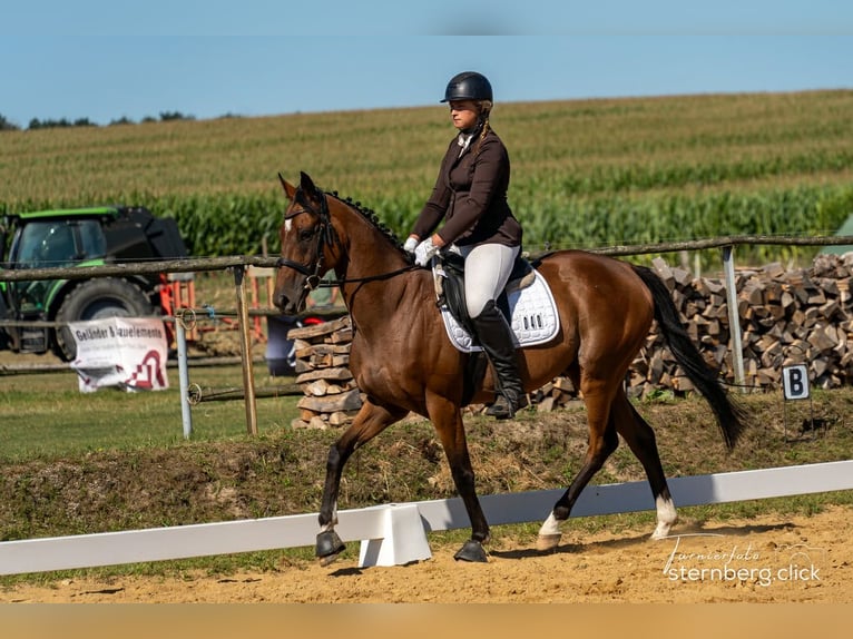 Thoroughbred Gelding 6 years 15.2 hh Brown in Pulsnitz