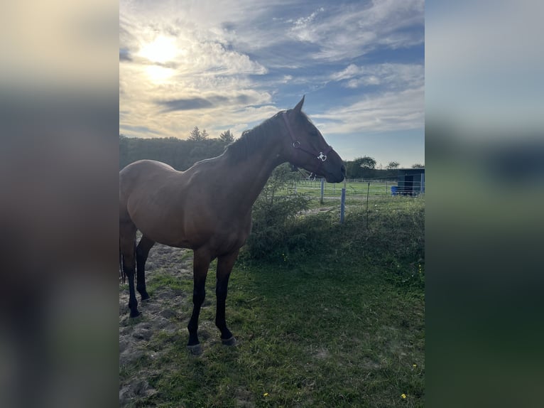 Thoroughbred Gelding 6 years 15,2 hh Brown in Cuxhaven