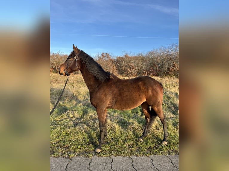 Thoroughbred Gelding 6 years 15,2 hh Brown in Cuxhaven