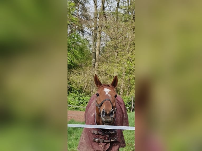 Thoroughbred Gelding 6 years 15.2 hh Chestnut-Red in Beckingen