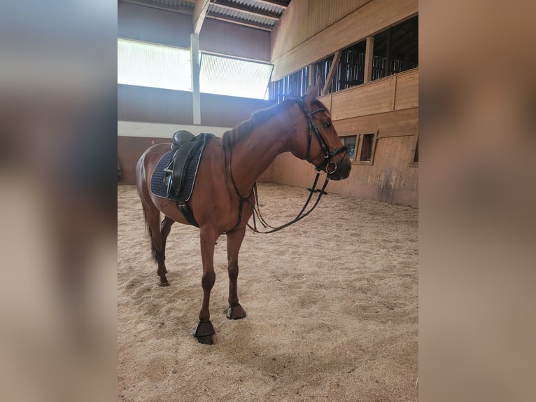 Thoroughbred Gelding 6 years 15,2 hh Chestnut-Red in Oberau