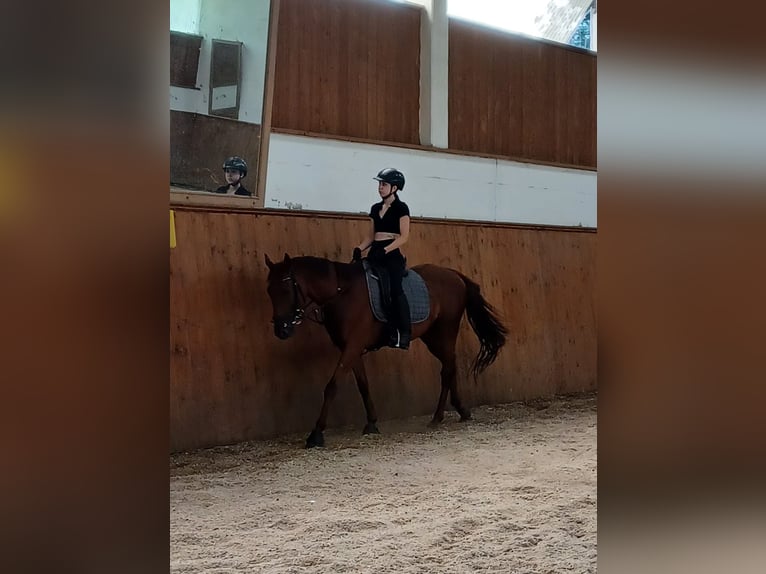 Thoroughbred Gelding 6 years 15,2 hh Chestnut-Red in Oberau