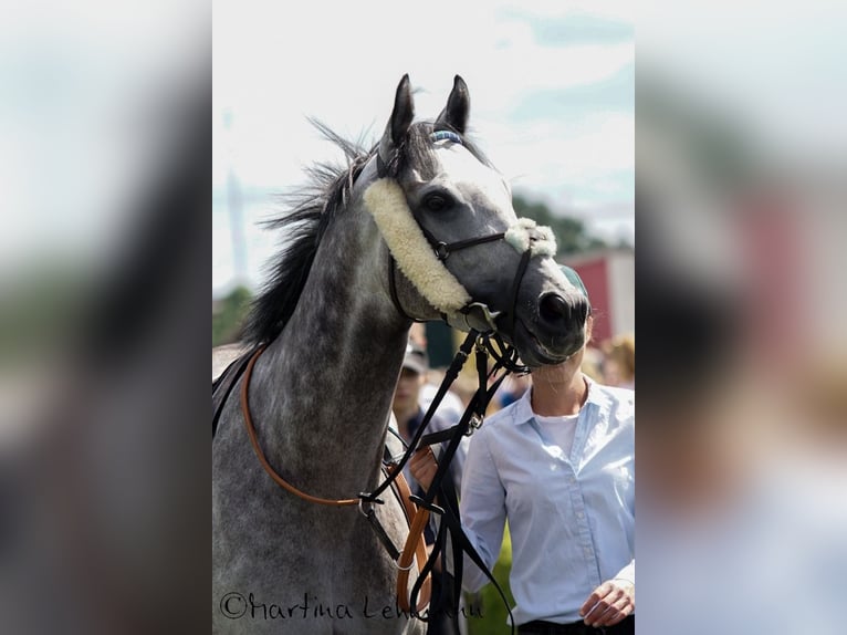 Thoroughbred Gelding 6 years 15,2 hh Gray in Bremen