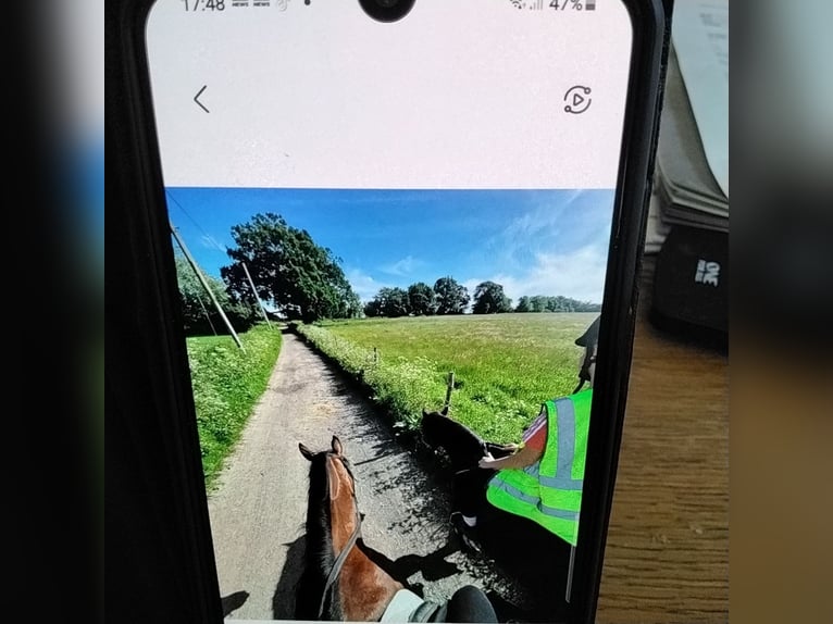 Thoroughbred Gelding 6 years 15,1 hh Bay in Crawley