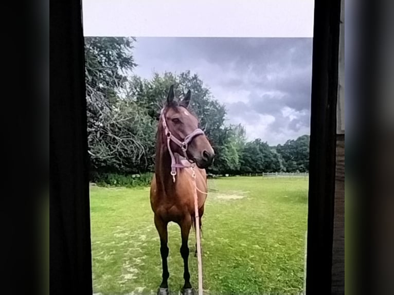 Thoroughbred Gelding 6 years 15,1 hh Bay in Crawley