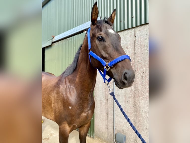 Thoroughbred Gelding 6 years 15,1 hh Brown in Sligo