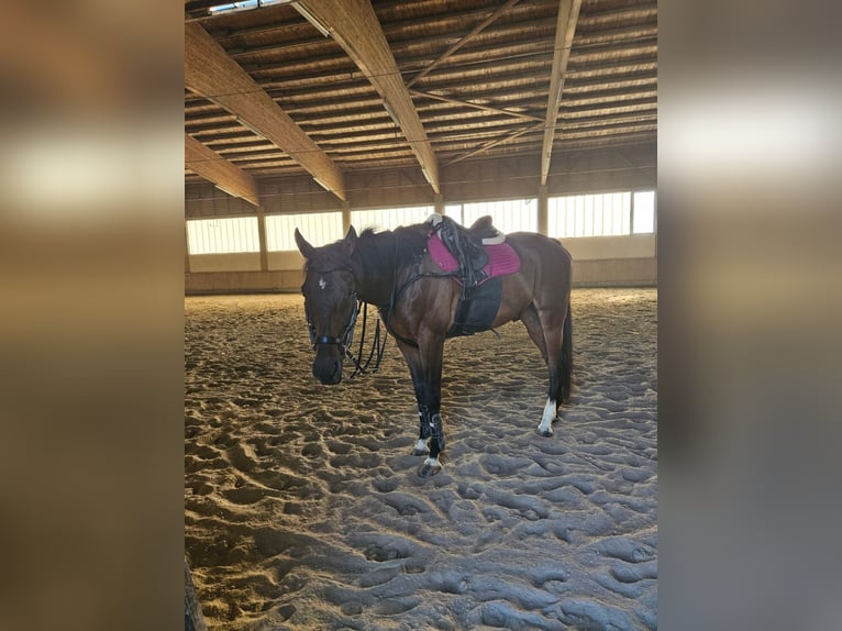 Thoroughbred Gelding 6 years 15,2 hh Bay-Dark in Telfs