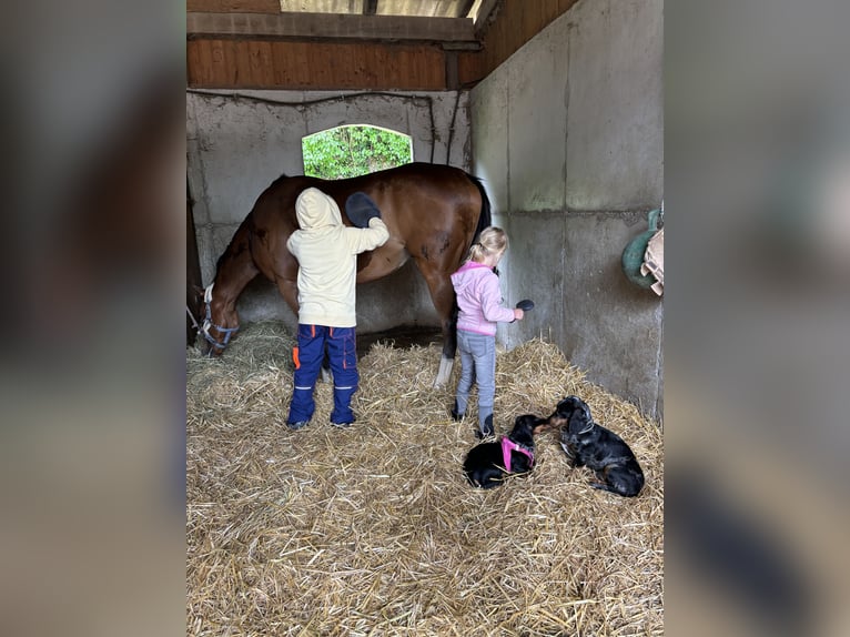 Thoroughbred Gelding 6 years 15,2 hh Brown in Bruchsal
