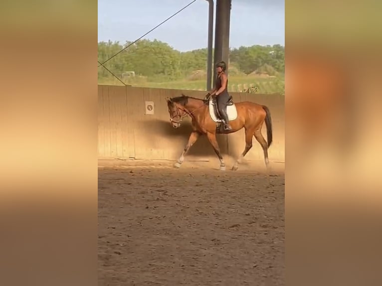 Thoroughbred Gelding 6 years 15,2 hh Brown in Bruchsal Thoroughbred Gelding 6 years 15,2 hh Brown in Bruchsal