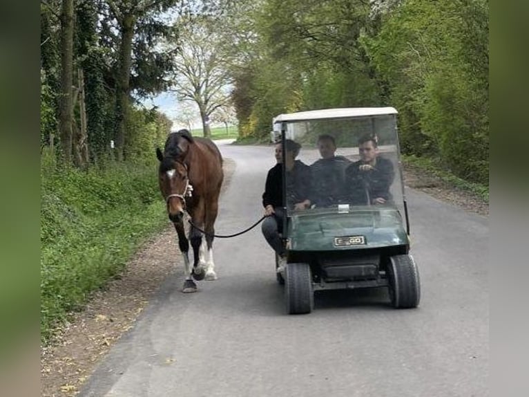 Thoroughbred Gelding 6 years 15,2 hh Brown in Bruchsal