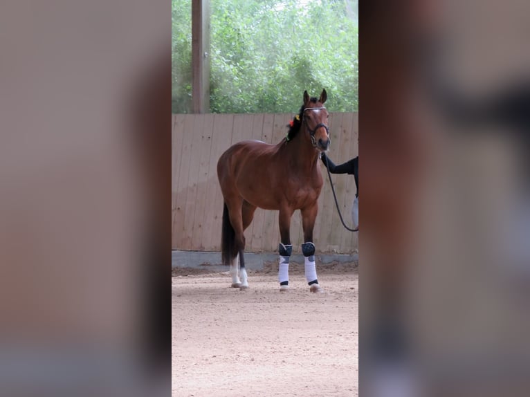 Thoroughbred Gelding 6 years 15,2 hh Brown in Bruchsal