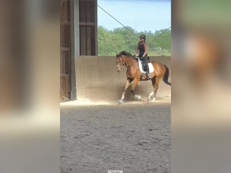 Thoroughbred Gelding 6 years 15,2 hh Brown in Bruchsal Thoroughbred Gelding 6 years 15,2 hh Brown in Bruchsal