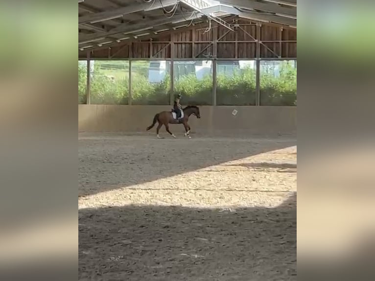 Thoroughbred Gelding 6 years 15,2 hh Brown in Bruchsal Thoroughbred Gelding 6 years 15,2 hh Brown in Bruchsal