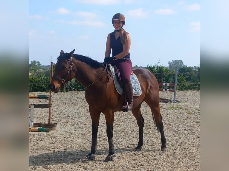 Thoroughbred Gelding 6 years 15,2 hh Brown in Ieper