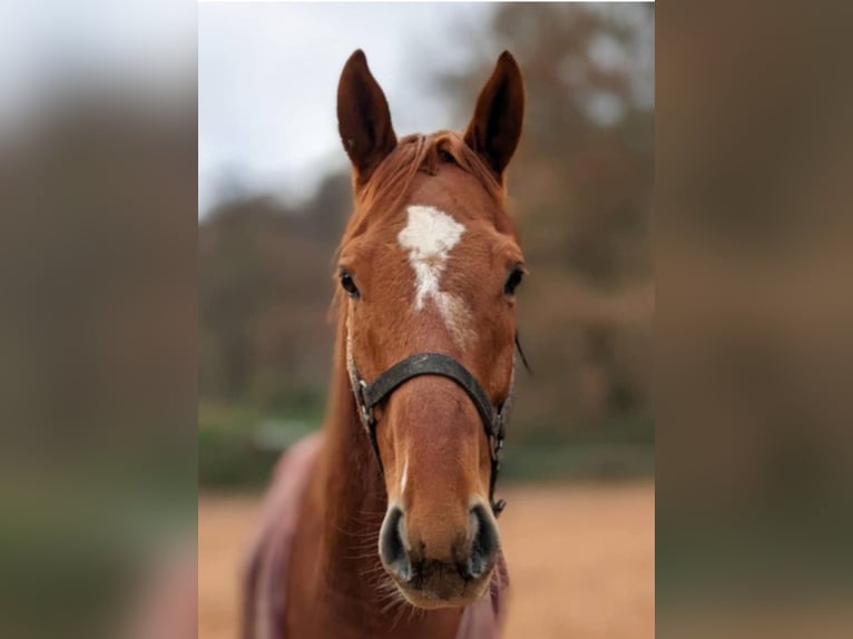 Thoroughbred Gelding 6 years 15,2 hh Chestnut-Red in Beckingen