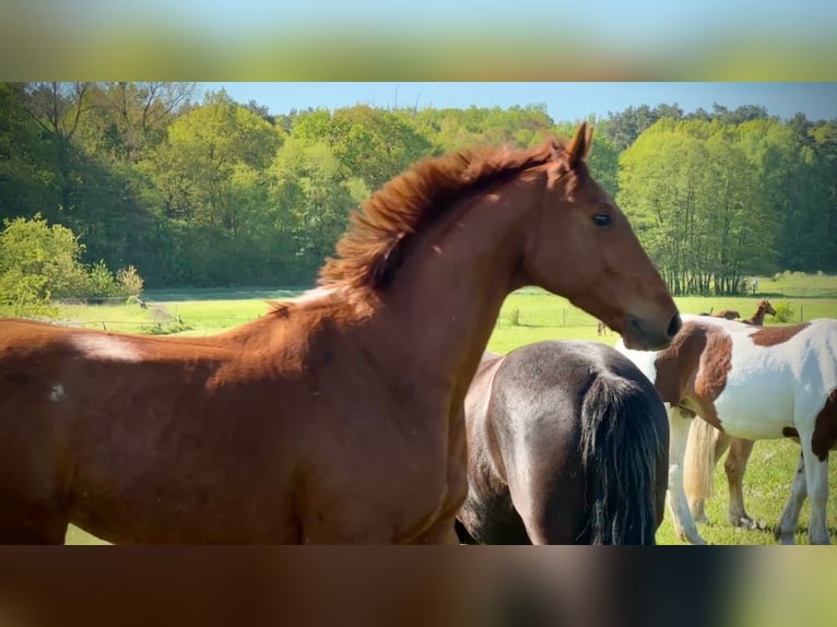Thoroughbred Gelding 6 years 15,2 hh Chestnut-Red in Berlin