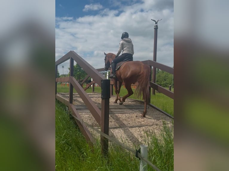 Thoroughbred Mix Gelding 6 years 15,2 hh Chestnut-Red in Weiterstadt