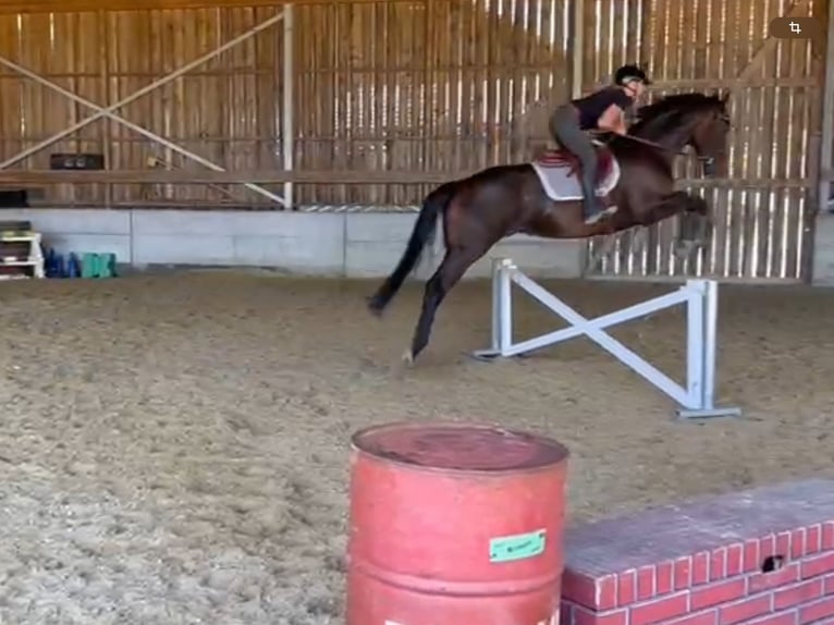 Thoroughbred Gelding 6 years 16,1 hh Bay-Dark in Leuggern