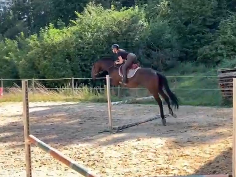 Thoroughbred Gelding 6 years 16,1 hh Bay-Dark in Leuggern