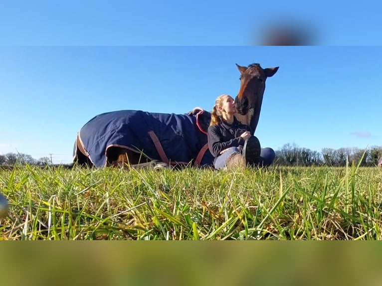 Thoroughbred Gelding 6 years 16,1 hh Bay-Dark in Maidenhead