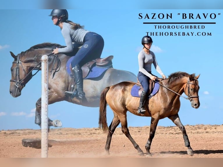 Thoroughbred Gelding 6 years 16.1 hh Bay in Wilburton, OK