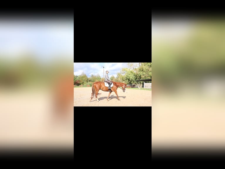 Thoroughbred Gelding 6 years 16,1 hh Chestnut-Red in Göttingen