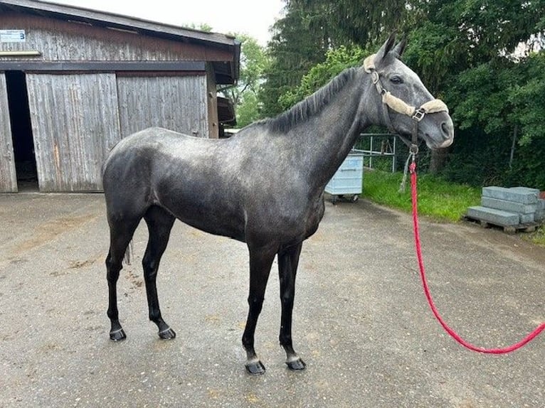 Thoroughbred Gelding 6 years 16,1 hh Gray in Dielsdorf