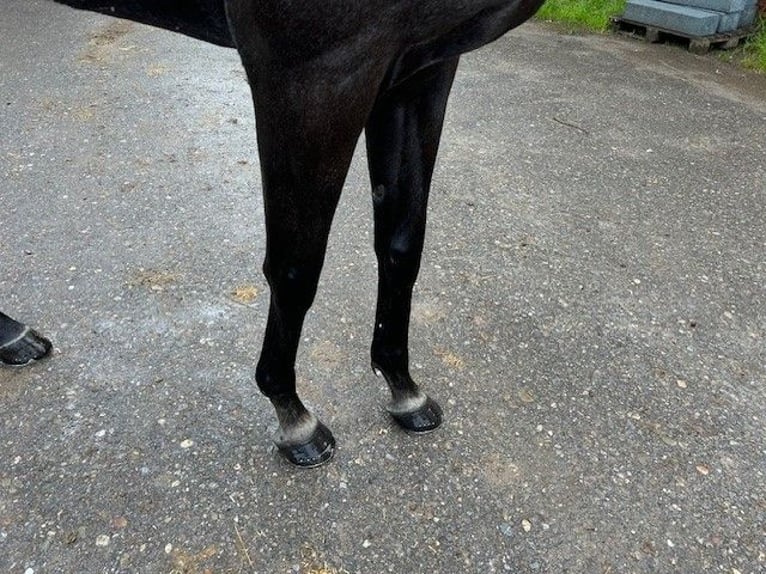 Thoroughbred Gelding 6 years 16,1 hh Gray in Dielsdorf