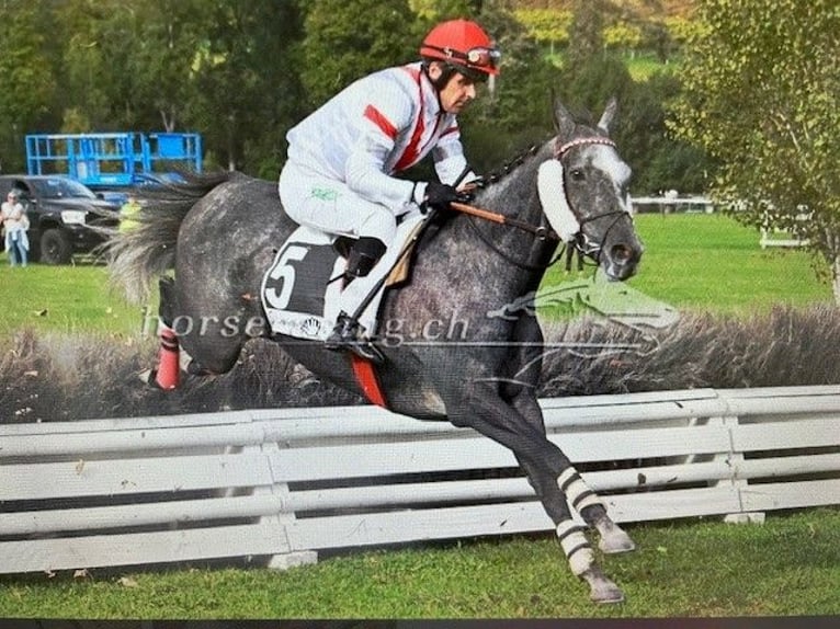 Thoroughbred Gelding 6 years 16,1 hh Gray in Dielsdorf