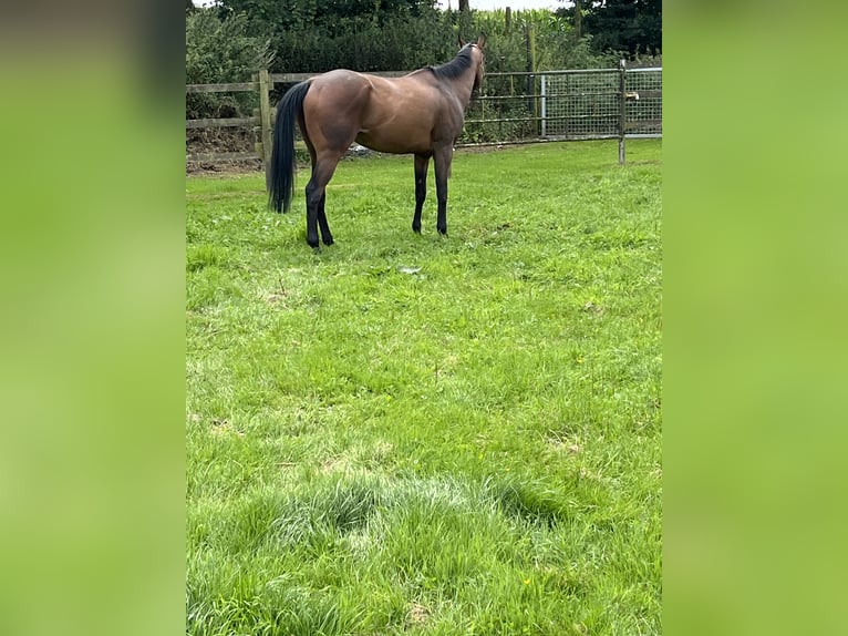 Thoroughbred Gelding 6 years 16 hh Bay-Dark in Visbek