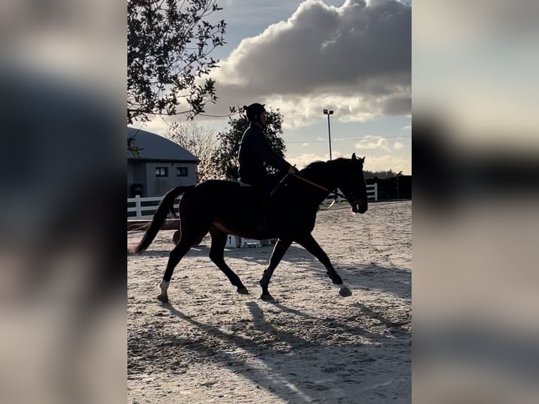 Thoroughbred Gelding 6 years 16 hh Bay in Westmeath