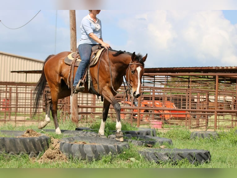 Thoroughbred Mix Gelding 6 years 16 hh Bay in Athens