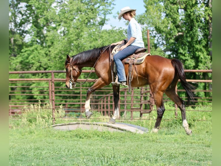 Thoroughbred Mix Gelding 6 years 16 hh Bay in Athens