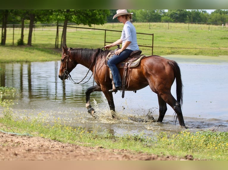 Thoroughbred Mix Gelding 6 years 16 hh Bay in Athens