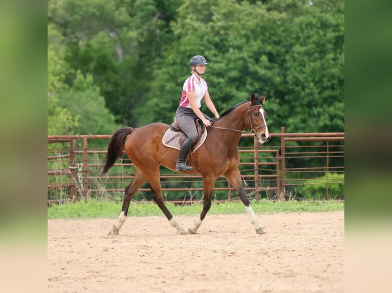 Thoroughbred Mix Gelding 6 years 16 hh Bay in Athens