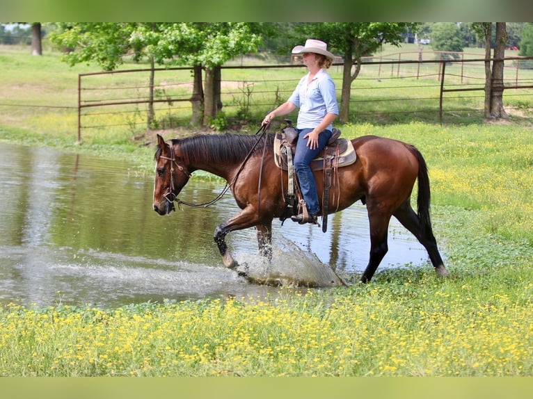 Thoroughbred Mix Gelding 6 years 16 hh Bay in Athens