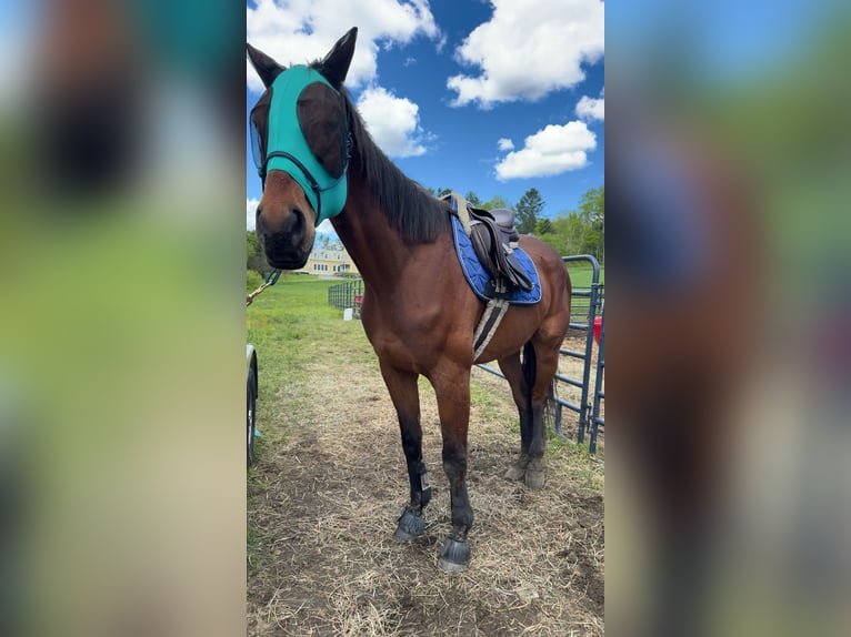 Thoroughbred Gelding 6 years 16 hh Bay in West Burke